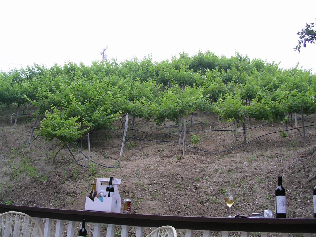 The vinyard